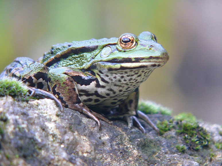 Groene Kikker, September 10