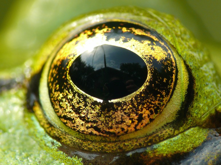 Kikkeroog, Augustus 08