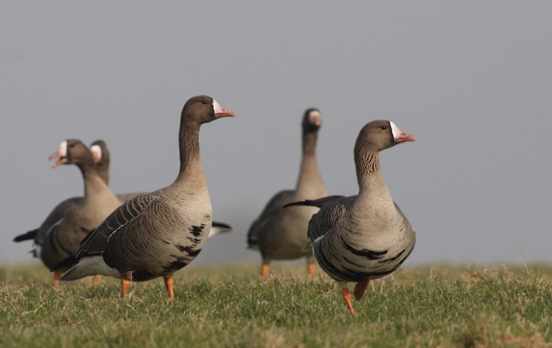 3Kolganzen, Maart 10