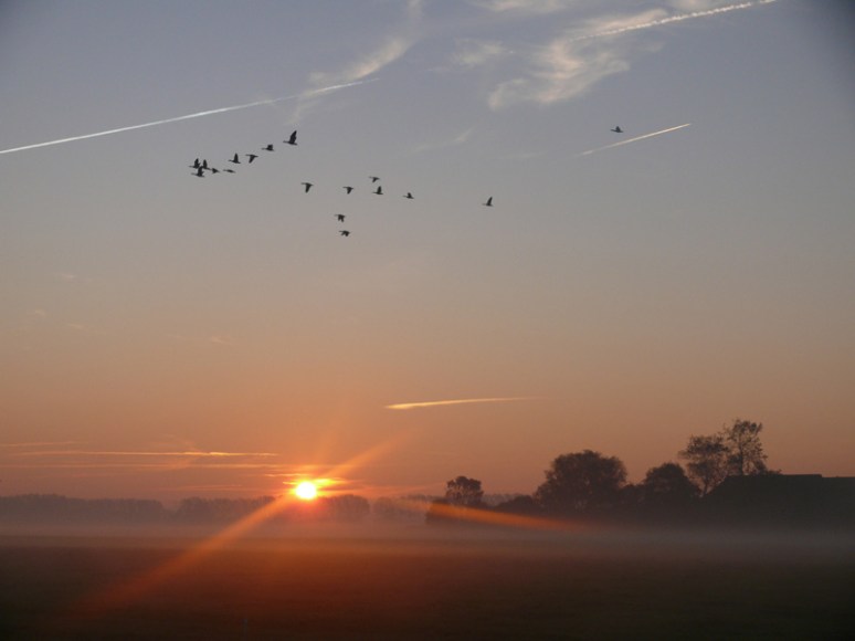 Ochtenstond bij Hoeksmeer, oktober 10