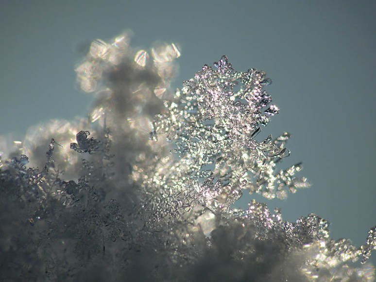 Sneeuwvlok, januari 10