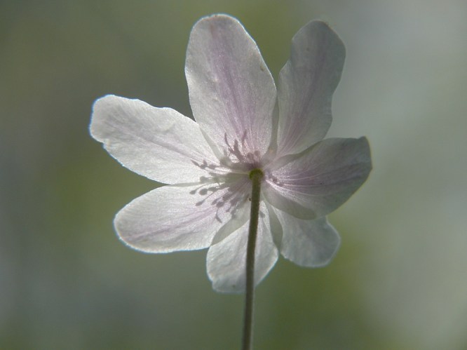 Bosanemoon, April 08