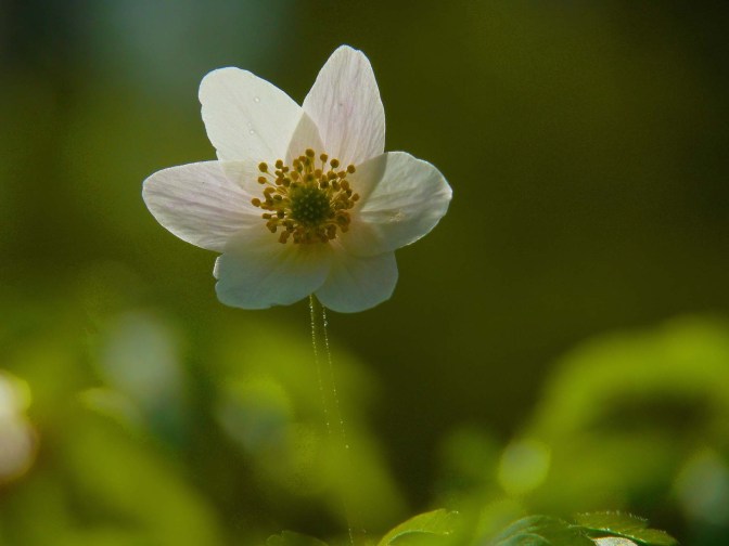 Bosanemoon, Maart 08