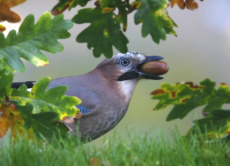 Vlaamse Gaai, Oktober 09