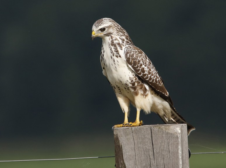 buizerd2