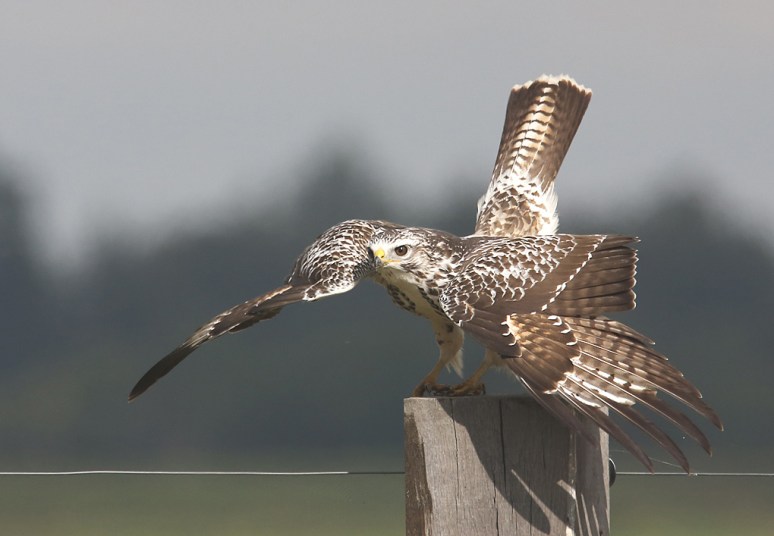 buizerd5