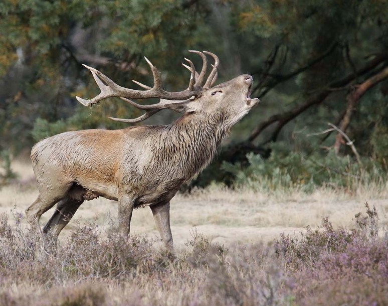 veluwe2