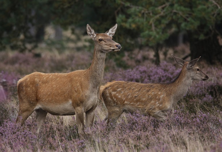 veluwe6