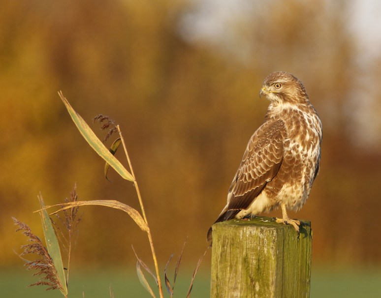 buizerd2