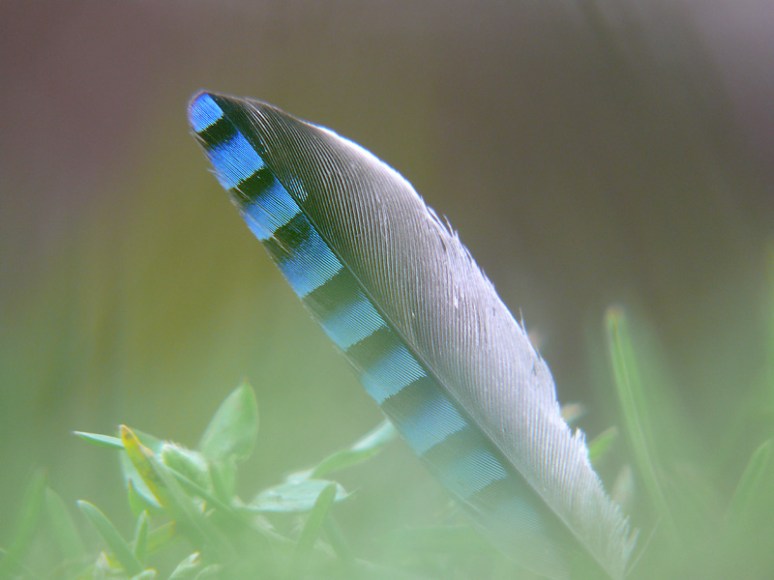 Gaaienveertje, November