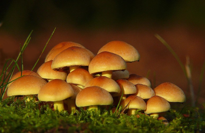 Zwavelkopjes, November 08