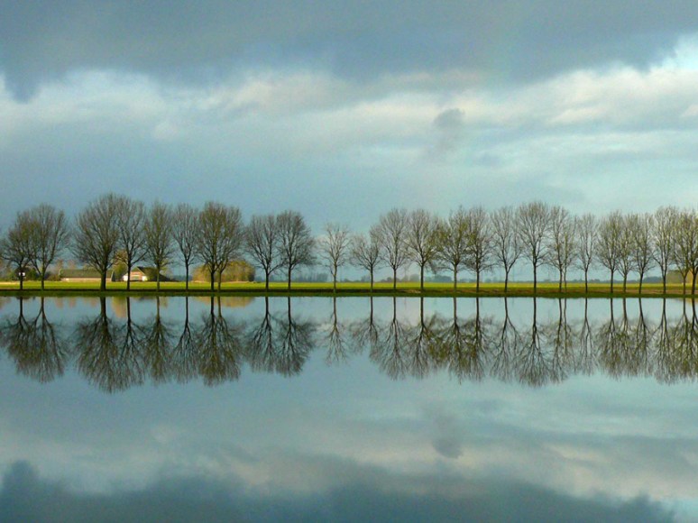 Gespiegelde bomen,