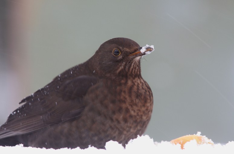 Merelvrouw, Januari 09