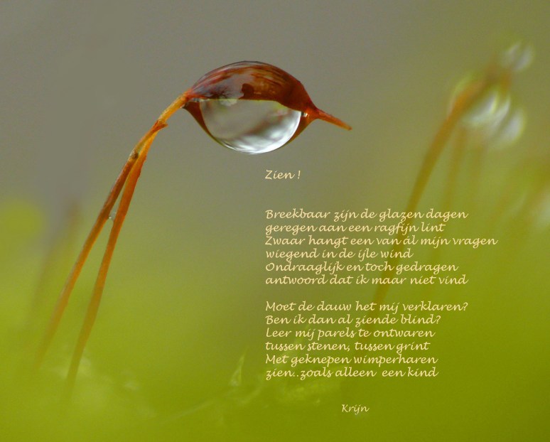 Druppel aan mosspoorkopie