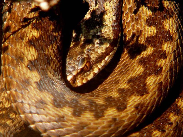 Adder, April 10