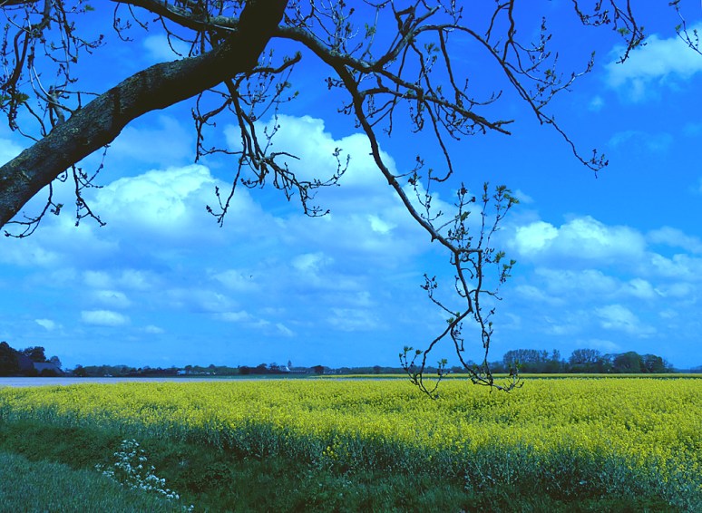 Loppersum vanaf delleweg1