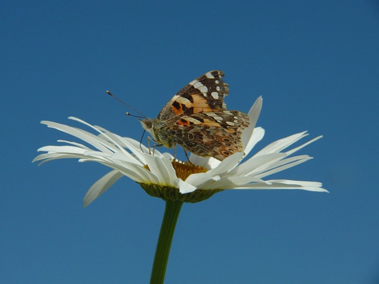 Distelvlinder, Mei 09