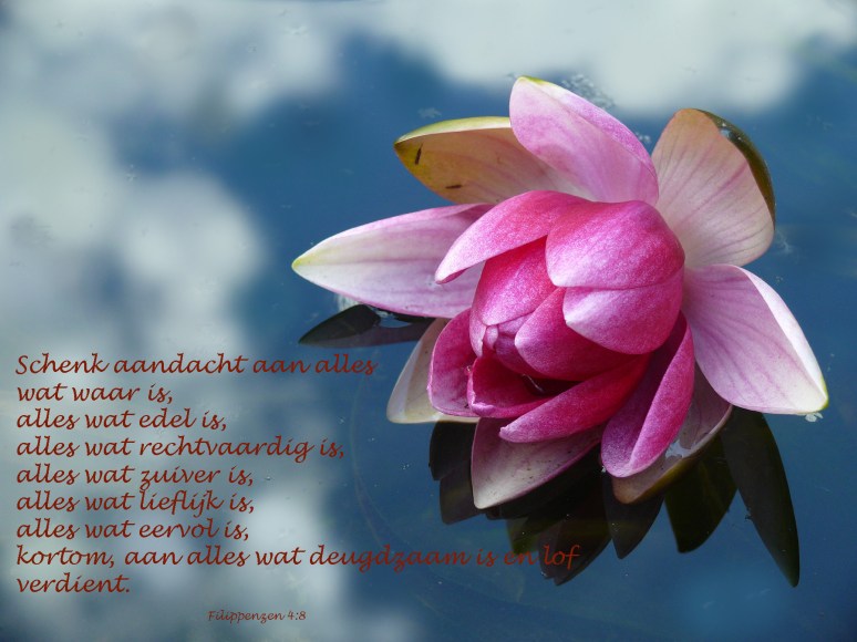 Waterlelie, Juni 09kopie