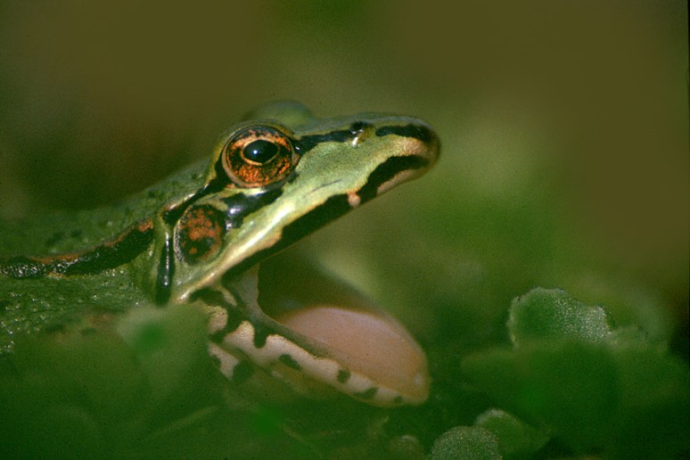 Groene kikker, Garrelsweer,