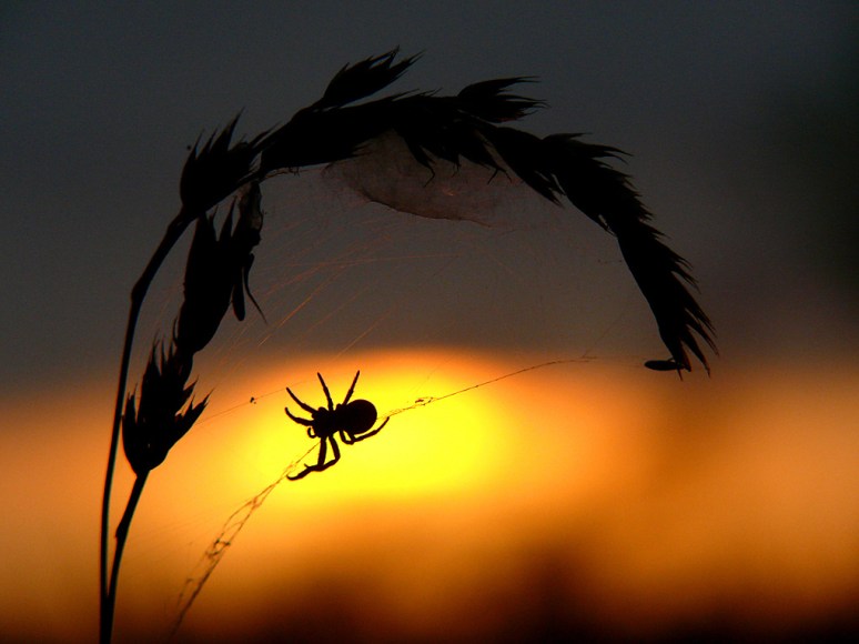 Spin in web, Augustus
