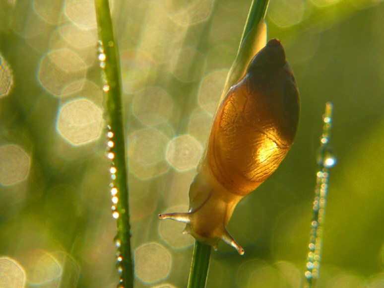 Barnsteenslakje, Augustus 08