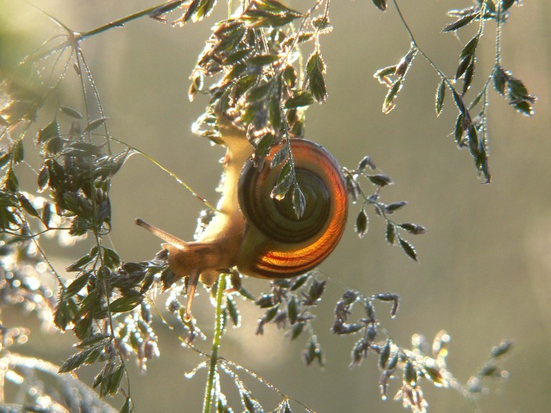 Huisjesslak, Juni 06