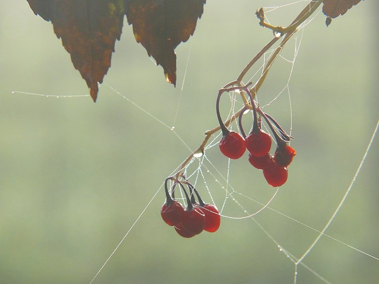 bitterzoetbessen-oktober-10