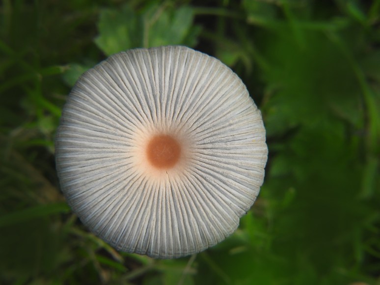 mycena2