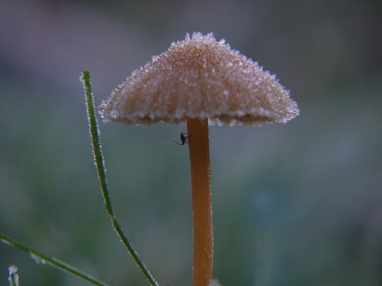 aangevroren-zwammetje-1