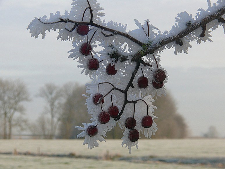 berijpte-bessen-december-09