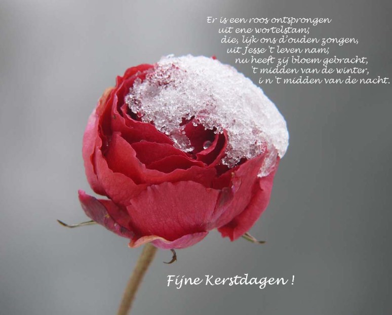 besneeuwde-rooskopie