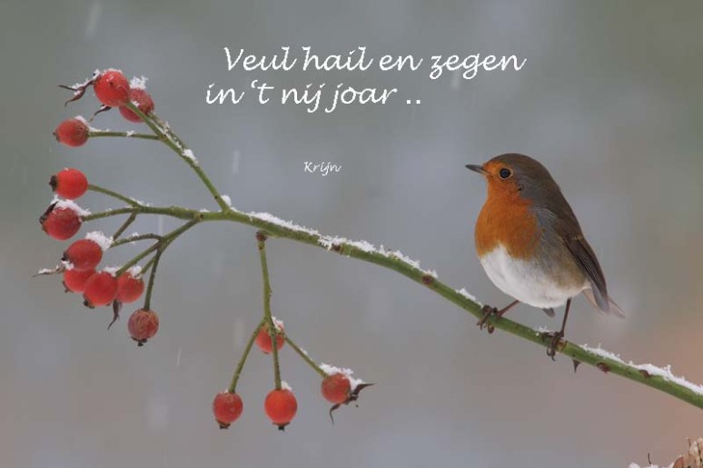 roodborst-februari-09kopie