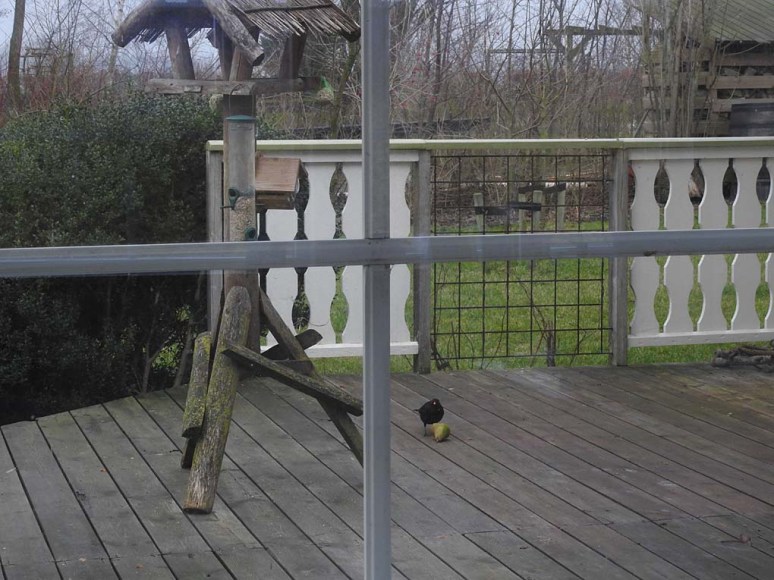 tuinmerel