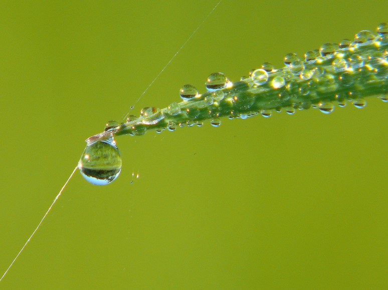 Dauwdruppels, Augustus 08