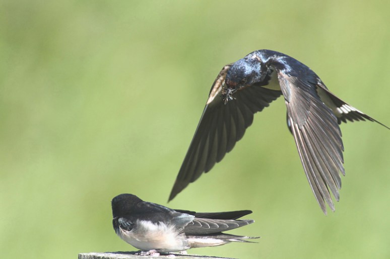 Boerenzwaluwen, Juni 2