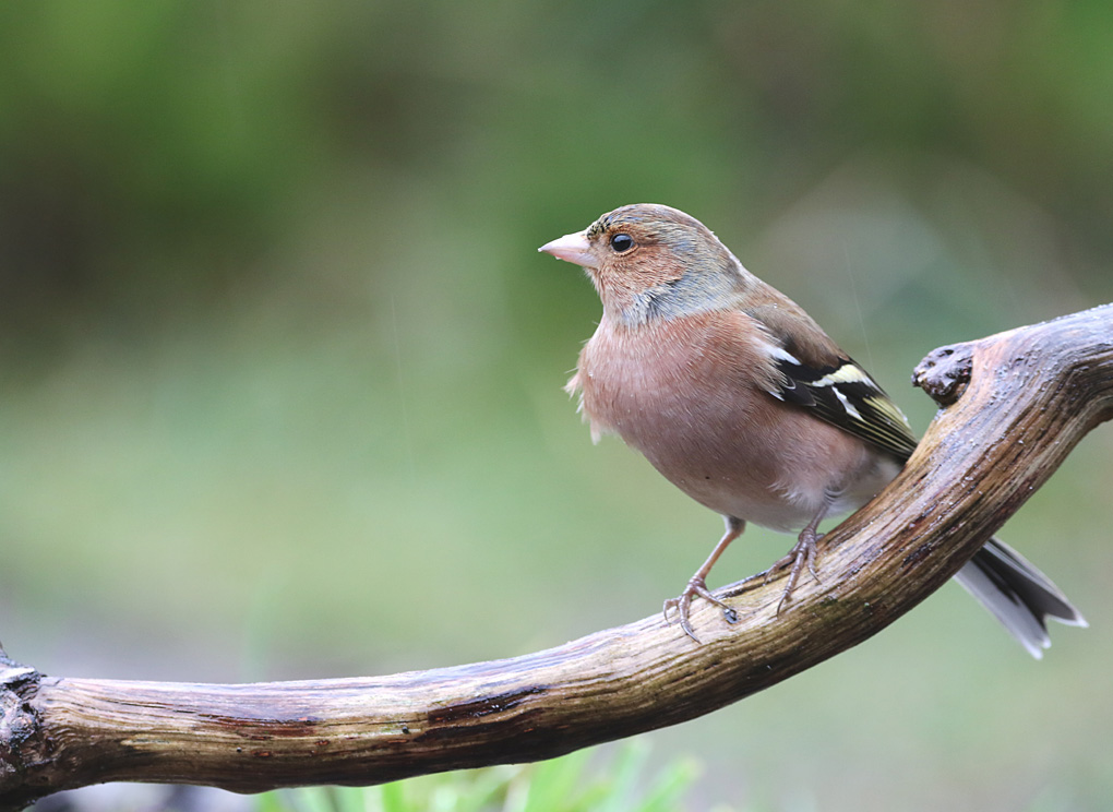 vink2