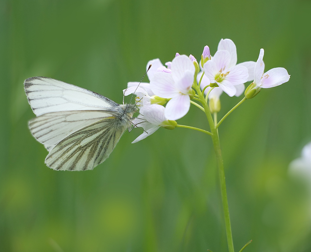ekst3 - kopie - kopie