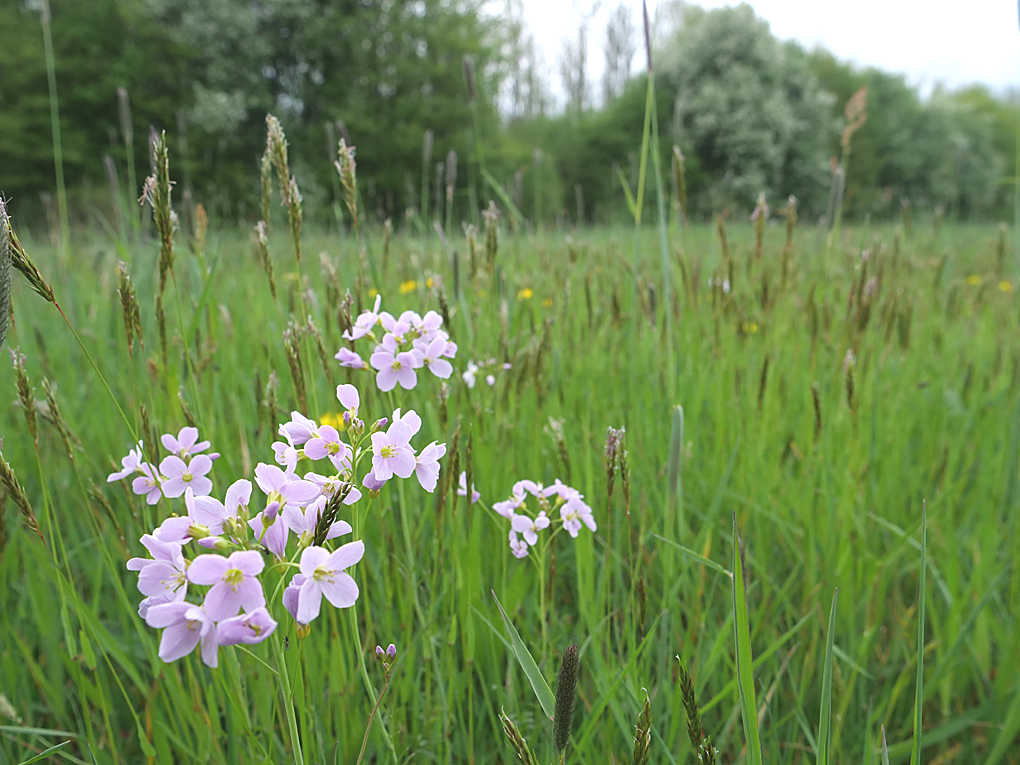 ekst4 - kopie - kopie