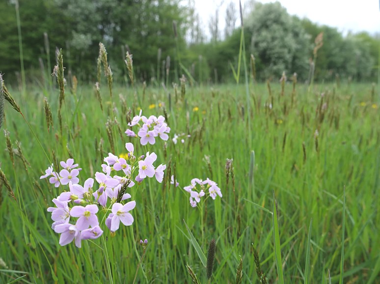 ekst4 - kopie - kopie