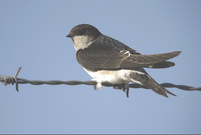 Schermopname (50)kopie