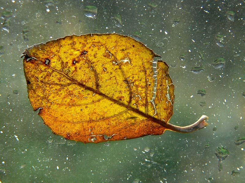 Nat blaadje op raam, (1)