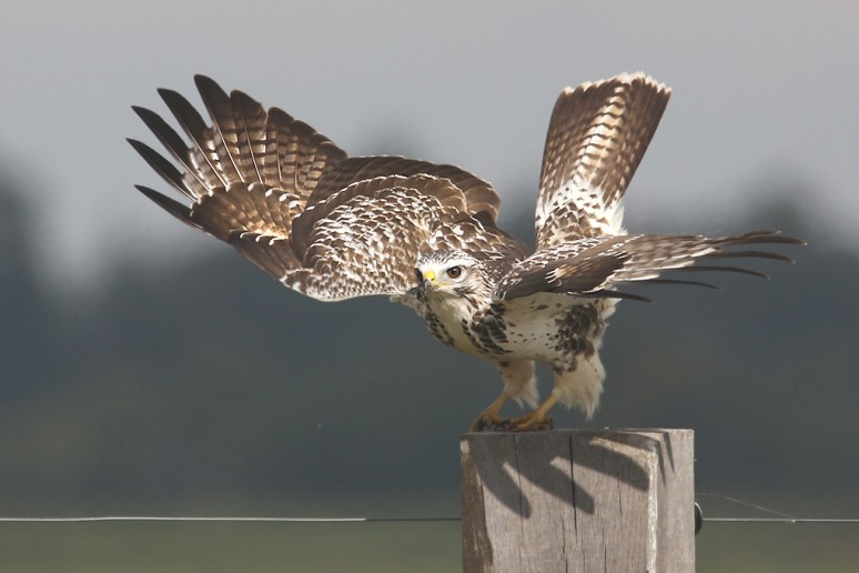 buizerd6