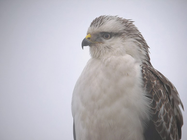 Buizerdportret, Februari 09
