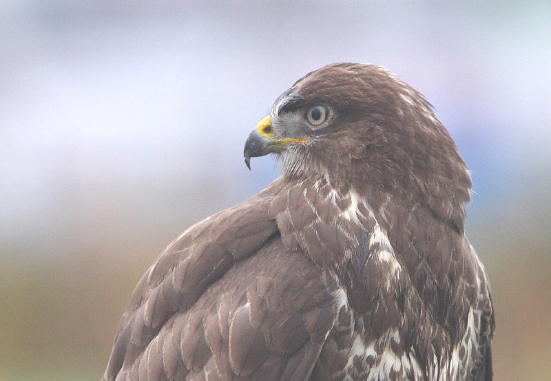 Buizerdportret, November 09