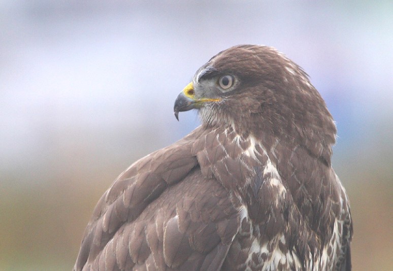 Buizerdportret, November 09