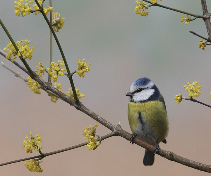 Pimpelmees, April 10