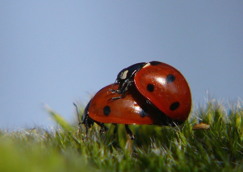 Lieveheersbeestjes, April 10